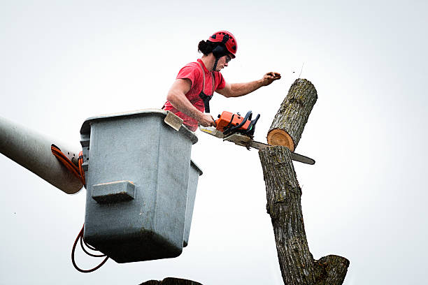 Best Tree Risk Assessment  in La Porte, IN